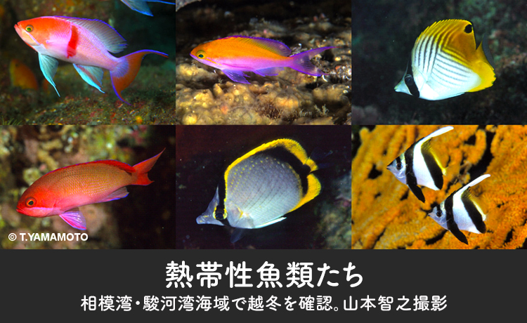 熱帯性魚類たち