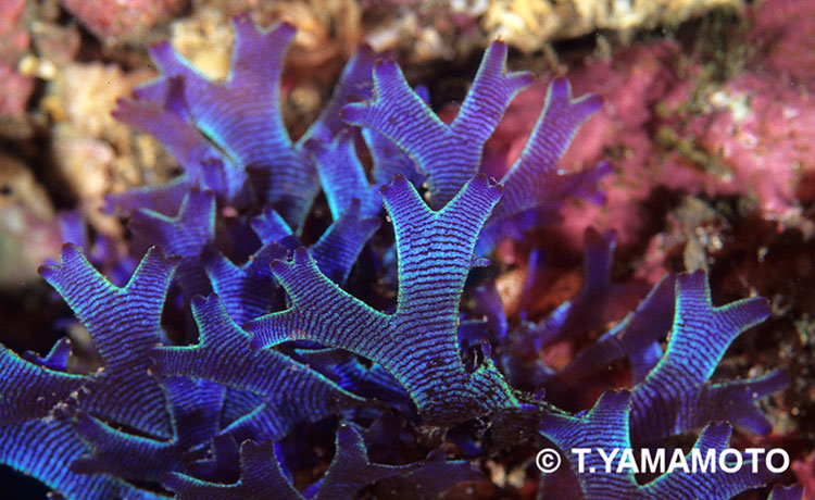 鮮やかな青紫色に輝く海藻の一種「ウスバワツナギソウ」＝山本智之撮影