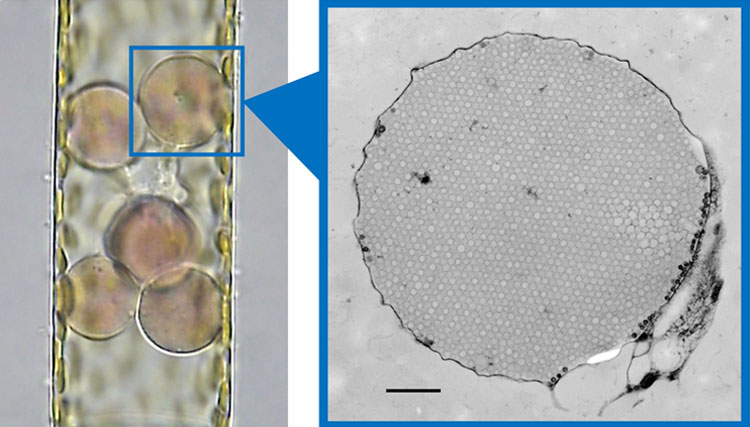 【左】クジャクケヤリの頂毛の光学顕微鏡写真（＝神戸大学の川井浩史さん提供）、【右】小胞の電子顕微鏡写真（＝北海道大学名誉教授の本村泰三さん提供）。小胞の中に同じ直径の顆粒がぎっしり詰まっていることが、クジャクケヤリの構造色を生み出す鍵となっていた