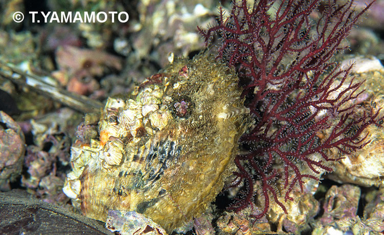 天然のアコヤガイ。貝殻は地味で目立たない＝静岡県・伊豆半島沿岸で、山本智之撮影