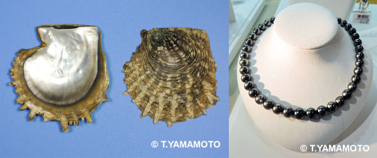 クロチョウガイの貝殻（写真左）と黒真珠のネックレス（写真右）＝いずれも山本智之撮影