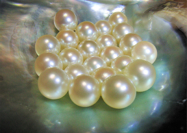 美しい輝きを放つアコヤガイの真珠＝三重県水産研究所提供