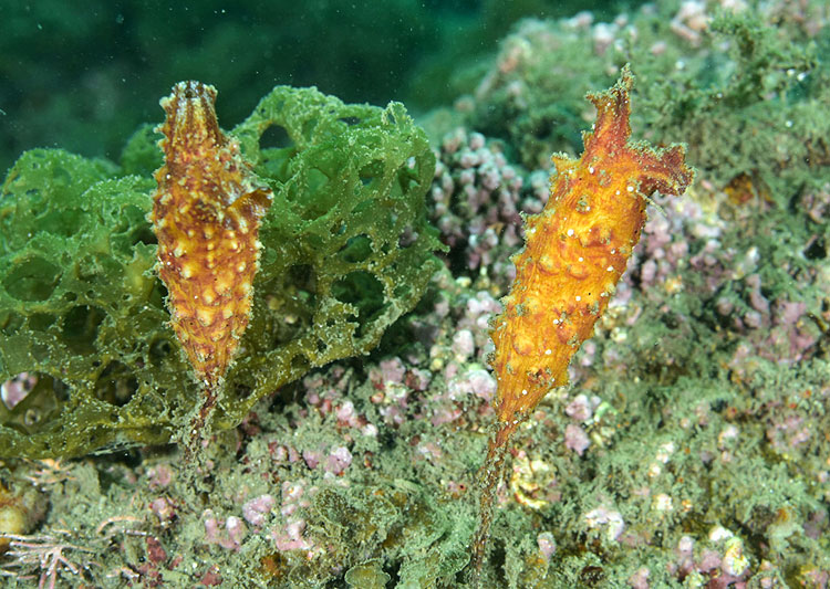 単体ボヤの一種「エボヤ」（Styela clava）＝ブルーライン田後提供