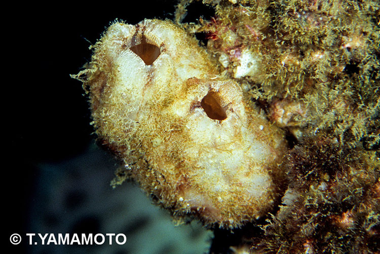 シロボヤ（Styela plicata）。2つの穴は「入水孔」と「出水孔」＝山本智之撮影