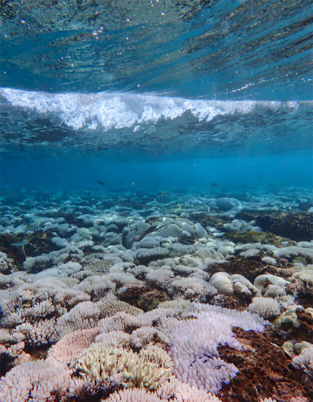 浅瀬の海底を覆う白化したサンゴ＝2024年8月23日、沖縄県本部町沖、飯島真理子・産総研研究員提供