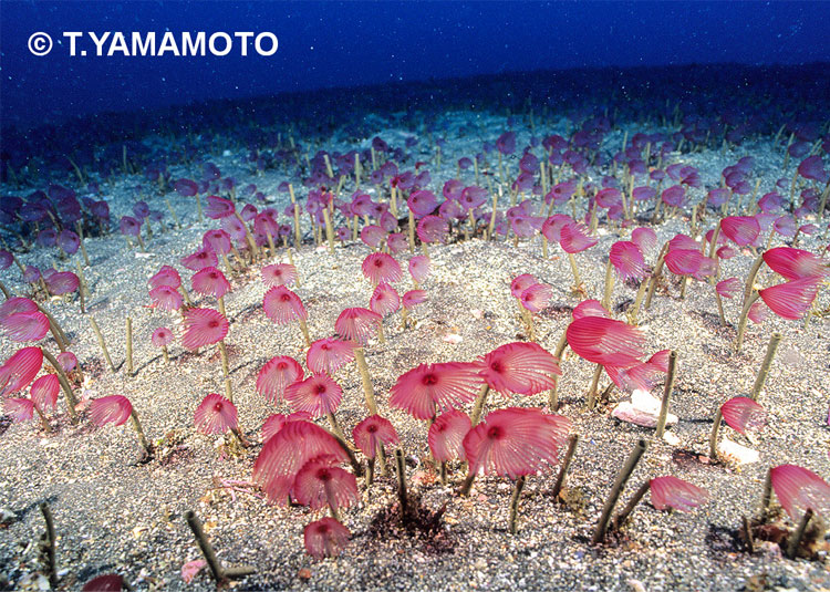 砂地の海底に棲管を林立させて暮らすゴカイ類の１種「クビフリケヤリ」＝静岡県伊豆半島沖、山本智之撮影